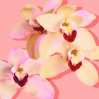 Blanco kaart orchidee